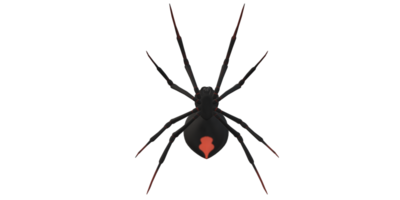 araignée isolé sur une transparent Contexte png