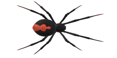 Spinne isoliert auf ein transparent Hintergrund png