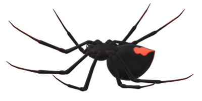 Spider isolated on a transparent Background png