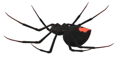 araignée isolé sur une transparent Contexte png