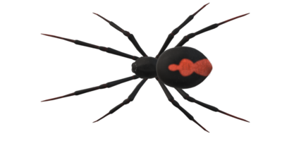 aranha isolado em uma transparente fundo png