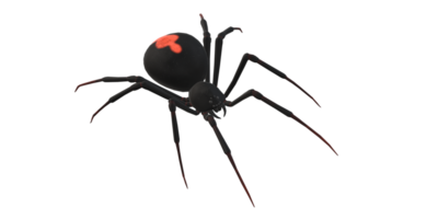 Spinne isoliert auf ein transparent Hintergrund png