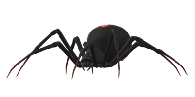 Spider isolated on a transparent Background png