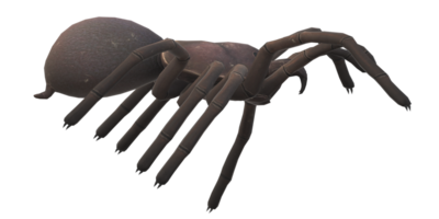 aranha isolado em uma transparente fundo png