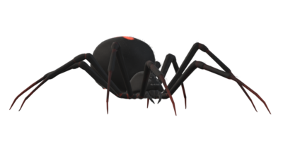 araignée isolé sur une transparent Contexte png