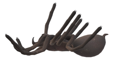 araignée isolé sur une transparent Contexte png