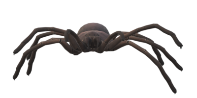 aranha isolado em uma transparente fundo png