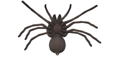 Spinne isoliert auf ein transparent Hintergrund png