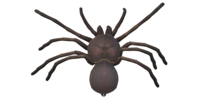 Spinne isoliert auf ein transparent Hintergrund png