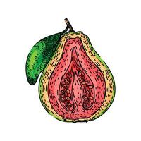 pink guava fruit sketch hand drawn vector
