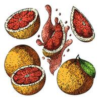 grapefruit red set sketch hand drawn vector