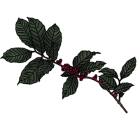 coffee tree branch png