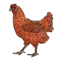 kyckling höna fjäderfän png