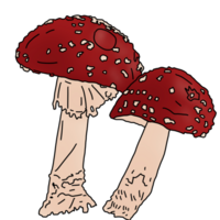 red poisonous mushroom png