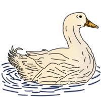 Duck in water png