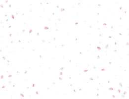 Spring Sakura Background. png
