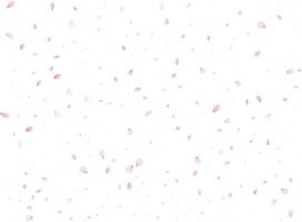 Spring Sakura Background. png