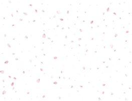 Primavera sakura fundo. png