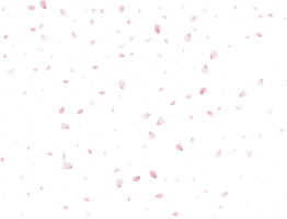 Frühling Sakura Hintergrund. png