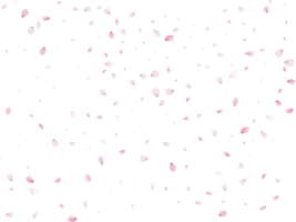 Spring Sakura Background. png