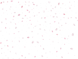 Spring Sakura Background. png