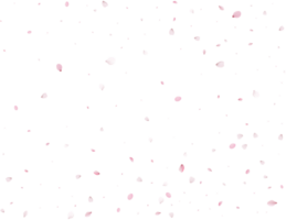 Primavera sakura fundo. png