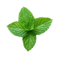 Mint leaf isolated on white. Illustration AI Generative png