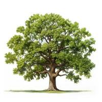 Oak tree isolated. Illustration AI Generative photo