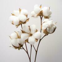 Cotton flowers on the tree photo