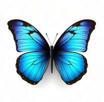 Blue butterfly isolated photo