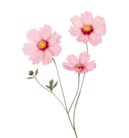 Cute pink flowers isolated png