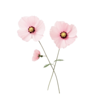 Cute pink flowers isolated png