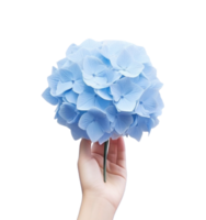 hand- Holding een blauw hortensia bloem png