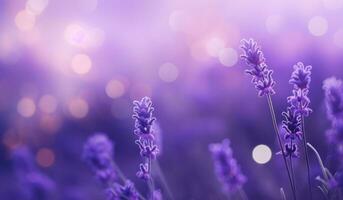 Lavender flowers natural background photo