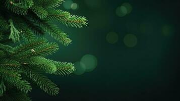 Christmas green background with fir branches photo