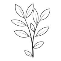 Bay Leaf Flower Graphic Sketch Drawing Outline Style png