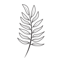 Fern Leaf Flower Graphic Sketch Drawing Outline Style png