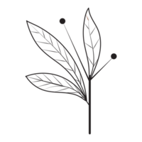 oblancéolé feuille fleur graphique esquisser dessin contour style png