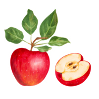 Red apple with a half. Green leaves of an apple. Isolated on white background. png