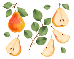 Set of yellow pears.Hand drawn with markers and watercolor.Whole, half and pieces of a pear with green leaves. Botanical artwork with delicious food to decorate your design. png