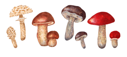 A set of large and small mushrooms. Umbrella, porcini mushroom, boletus,leccinum. Autumn harvest natural culinary ingredient for menu, recipe, label, wrapper.  Hand drawn element isolated. png