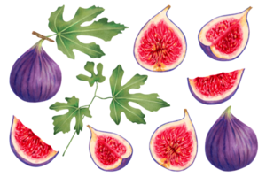 Set of ripe purple fig fruits with leaves.Fruits individually, whole and in section.Beautiful and tasty set of juicy figs.Watercolor and marker botanical illustration.Hand drawn isolated art. png