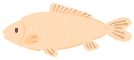 cru creme peixe png