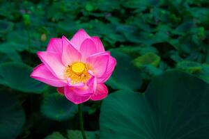 Close-up view of a large pink lotus flower with yellow stamens blooming beautifully. photo