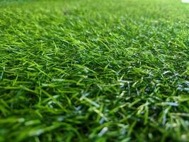 Fresh green Japanese grass texture background photo
