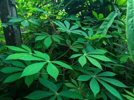 cassava leaf plants with a green appearance are suitable for the background photo