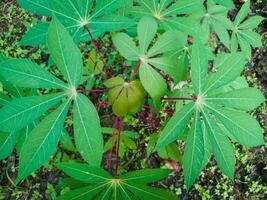 cassava leaf plants with a green appearance are suitable for the background photo