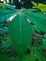 mandioca hoja plantas con un verde apariencia son adecuado para el antecedentes foto