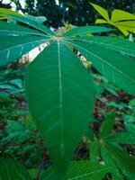 cassava leaf plants with a green appearance are suitable for the background photo