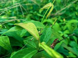 close up of leaves of phlox paniculata plant with dew drops photo